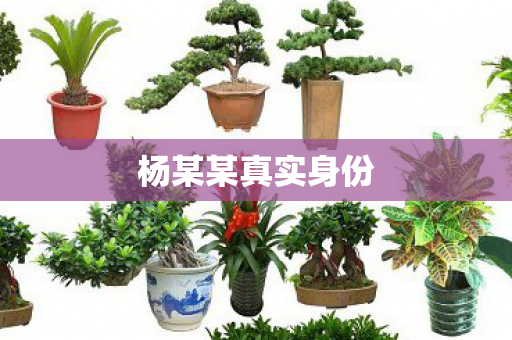 杨某某真实身份 杨某某真实身份