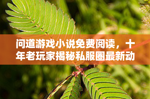 十年老玩家揭秘私服圈最新动态与避坑指南图片