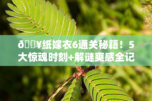纸嫁衣6通关秘籍图片