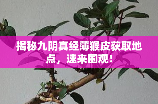 揭秘九阴真经薄猴皮获取地点图片