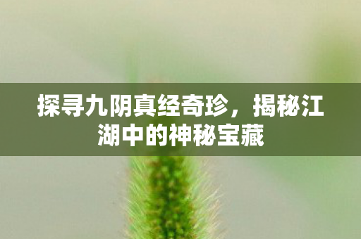 揭秘江湖中的神秘宝藏图片