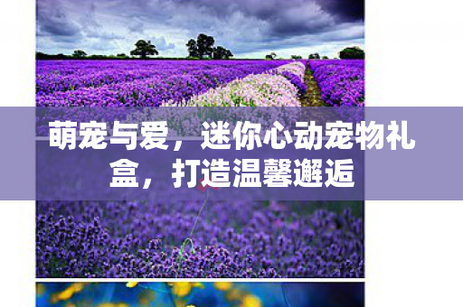迷你心动宠物礼盒图片