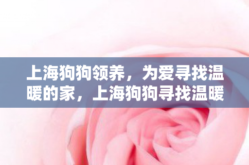 上海狗狗寻找温暖的家图片