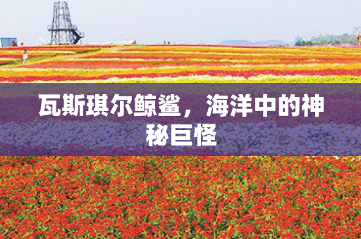 海洋中的神秘巨怪图片
