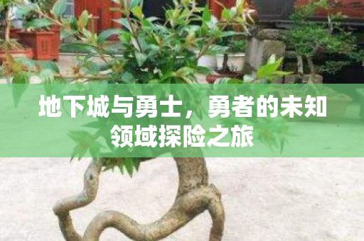勇者的未知领域探险之旅图片