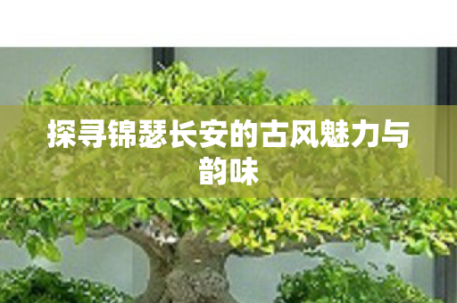 探寻锦瑟长安的古风魅力与韵味图片