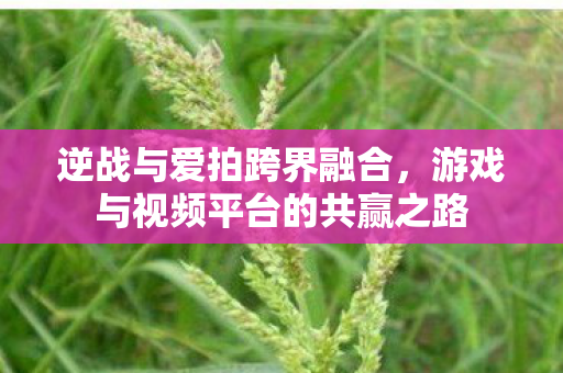 游戏与视频平台的共赢之路图片