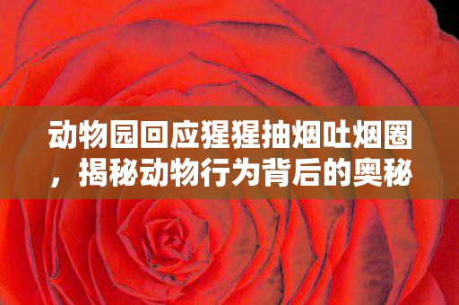 动物园回应猩猩抽烟吐烟圈图片