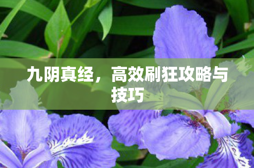 高效刷狂攻略与技巧图片