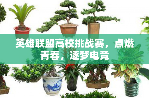 英雄联盟高校挑战赛图片