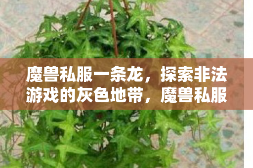 魔兽私服一条龙,探索非法游戏的灰色地带,魔兽私服一条龙,探索非法游戏的灰色地带 魔兽私服一条龙,探索非法游戏的灰色地带,魔兽私服一条龙,探索非法游戏的灰色地带