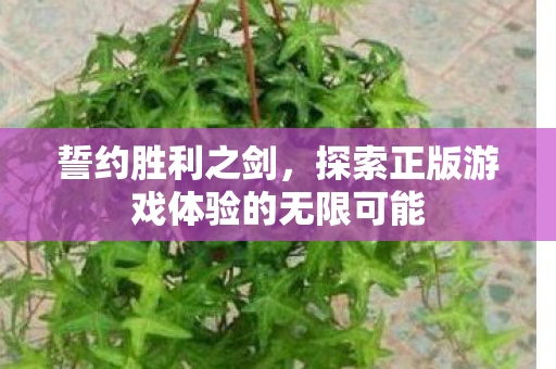 探索正版游戏体验的无限可能图片