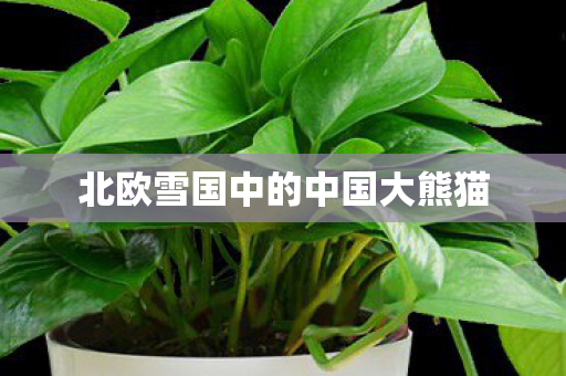 北欧雪国中的中国大熊猫图片
