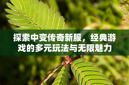 经典游戏的多元玩法与无限魅力图片
