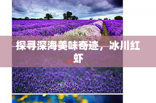 探寻深海美味奇迹图片