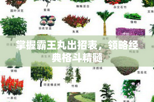 掌握霸王丸出招表图片