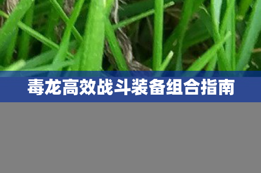 毒龙高效战斗装备组合指南图片