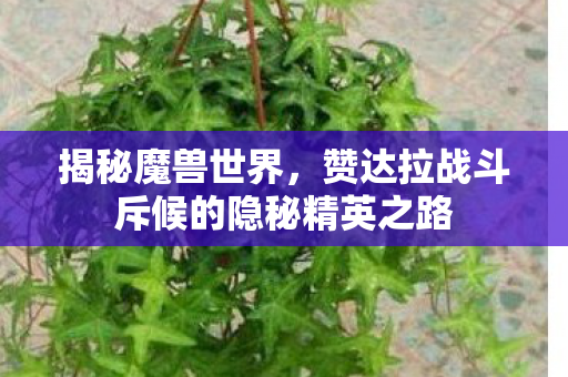赞达拉战斗斥候的隐秘精英之路图片