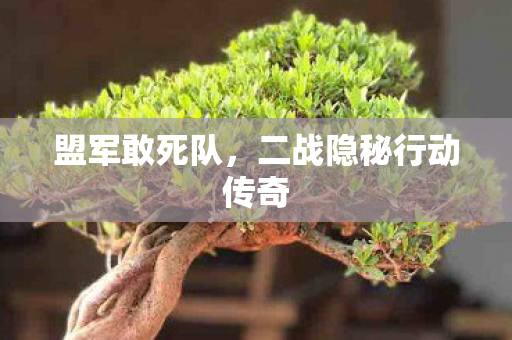 二战隐秘行动传奇图片