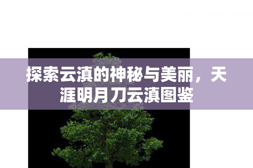 探索云滇的神秘与美丽图片