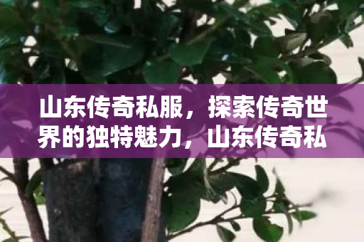 探索传奇世界的独特魅力图片