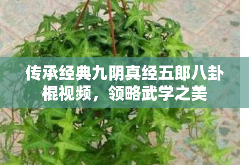 传承经典九阴真经五郎八卦棍视频图片