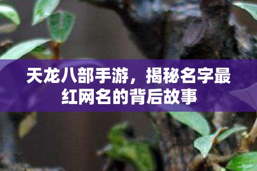 揭秘名字最红网名的背后故事图片
