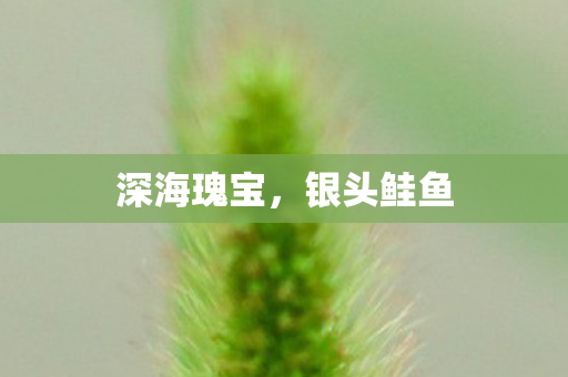 深海瑰宝图片