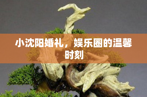 娱乐圈的温馨时刻图片