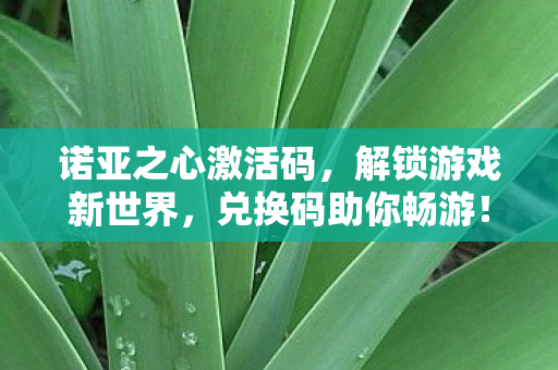 诺亚之心激活码图片