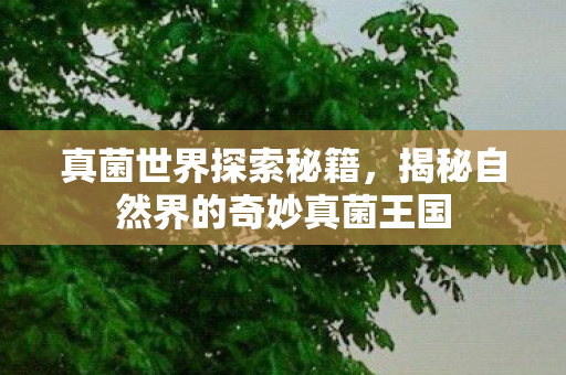 揭秘自然界的奇妙真菌王国图片