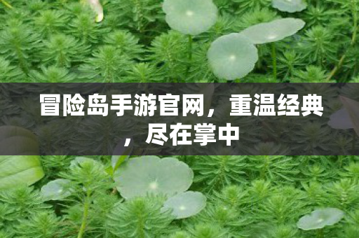 冒险岛手游官网图片