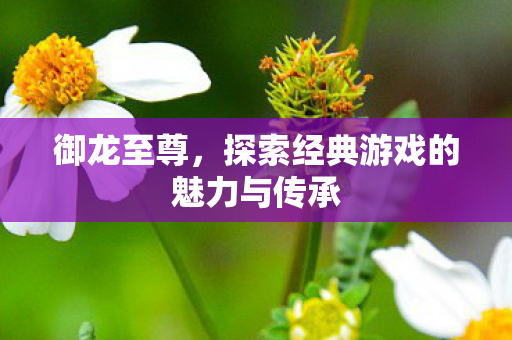 探索经典游戏的魅力与传承图片