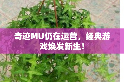 奇迹MU仍在运营图片