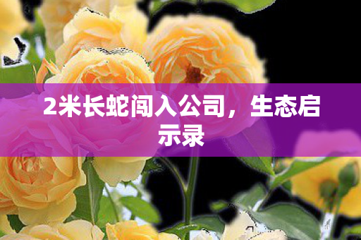 2米长蛇闯入公司图片