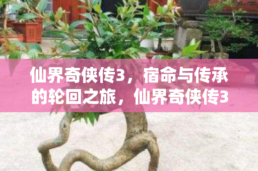 宿命与传承的轮回之旅图片