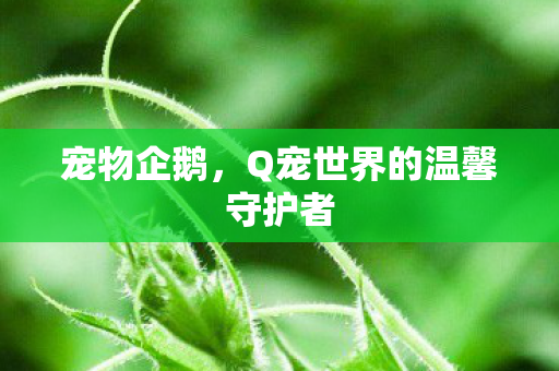 Q宠世界的温馨守护者图片