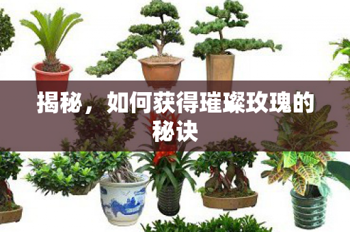 如何获得璀璨玫瑰的秘诀图片