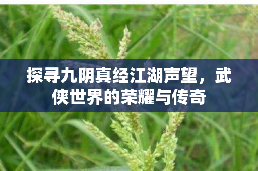 探寻九阴真经江湖声望图片