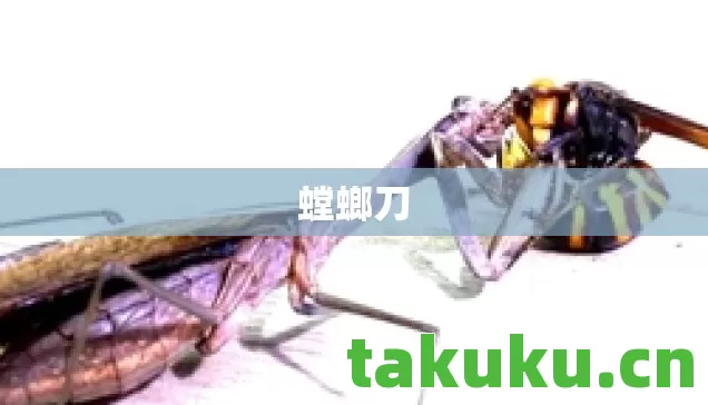 螳螂刀图片