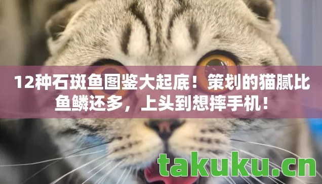 12种石斑鱼图鉴大起底图片